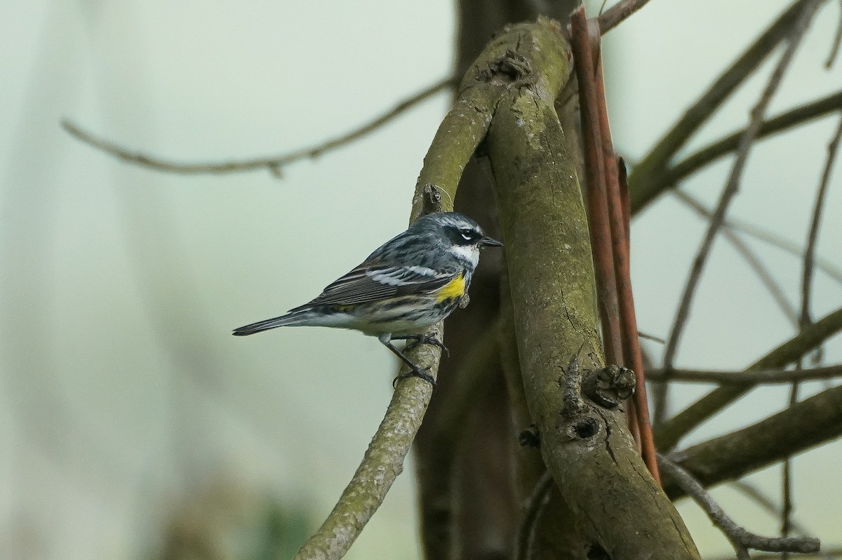 Yellow-rumped Warbler (Myrtle) - William Legge