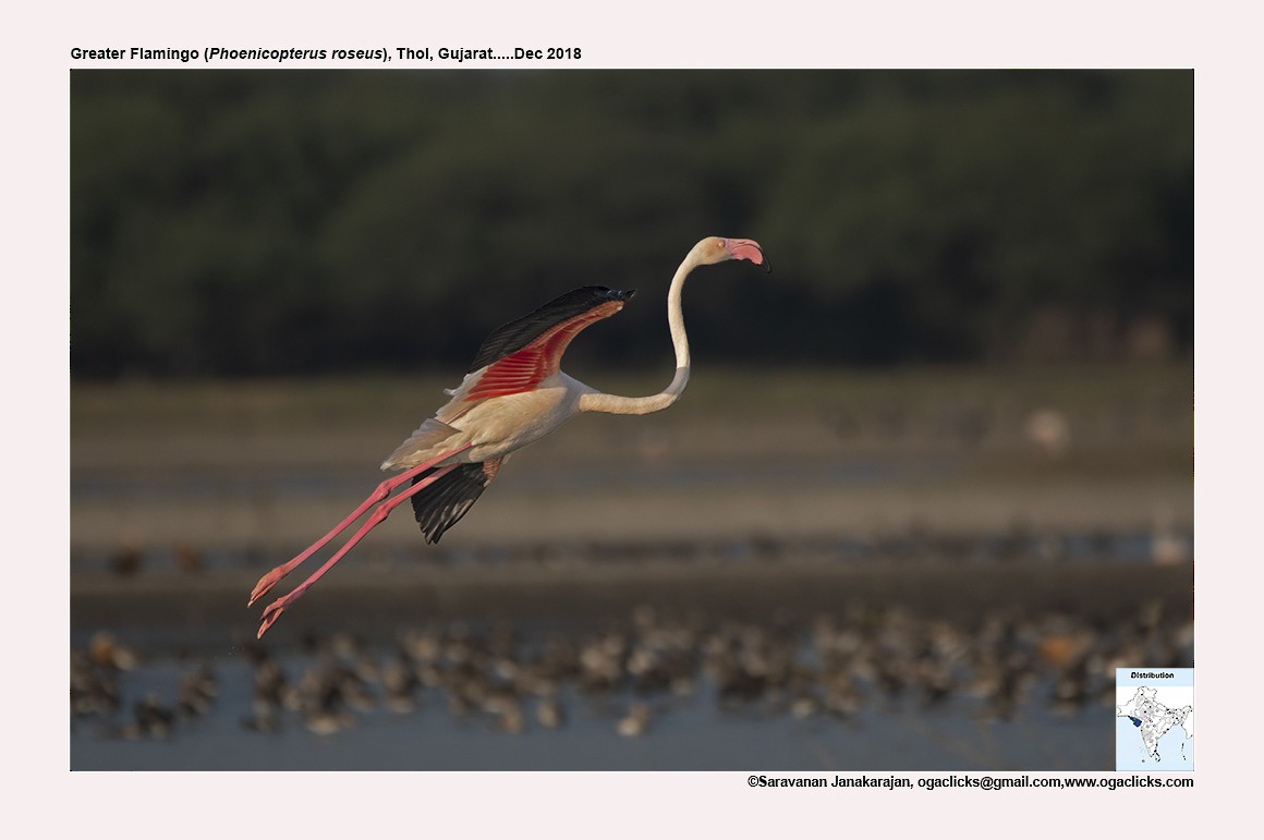Greater Flamingo - Saravanan Janakarajan