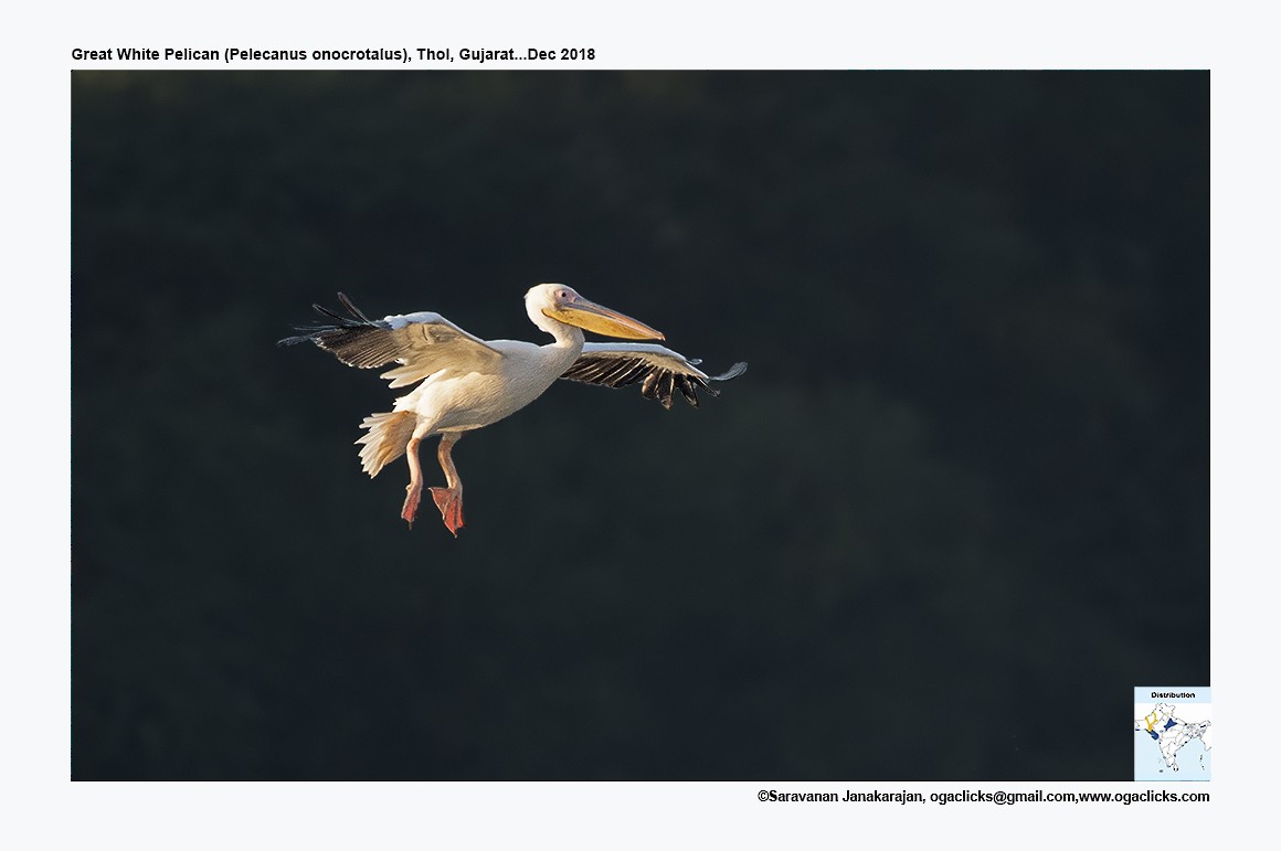 Great White Pelican - Saravanan Janakarajan