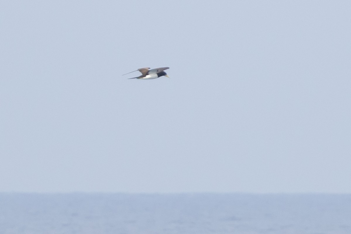Brown Booby (Forster's) - ML617232848