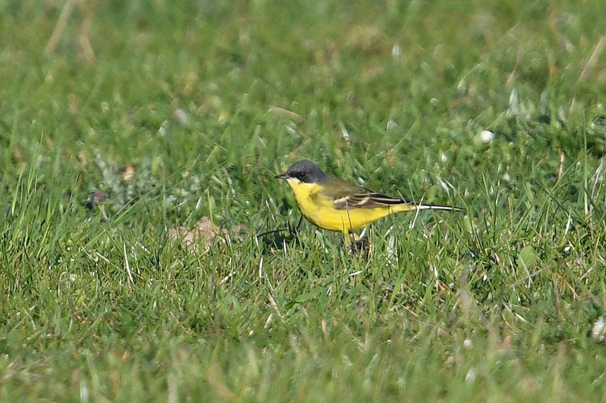 Western Yellow Wagtail (thunbergi) - Andreas Deissner