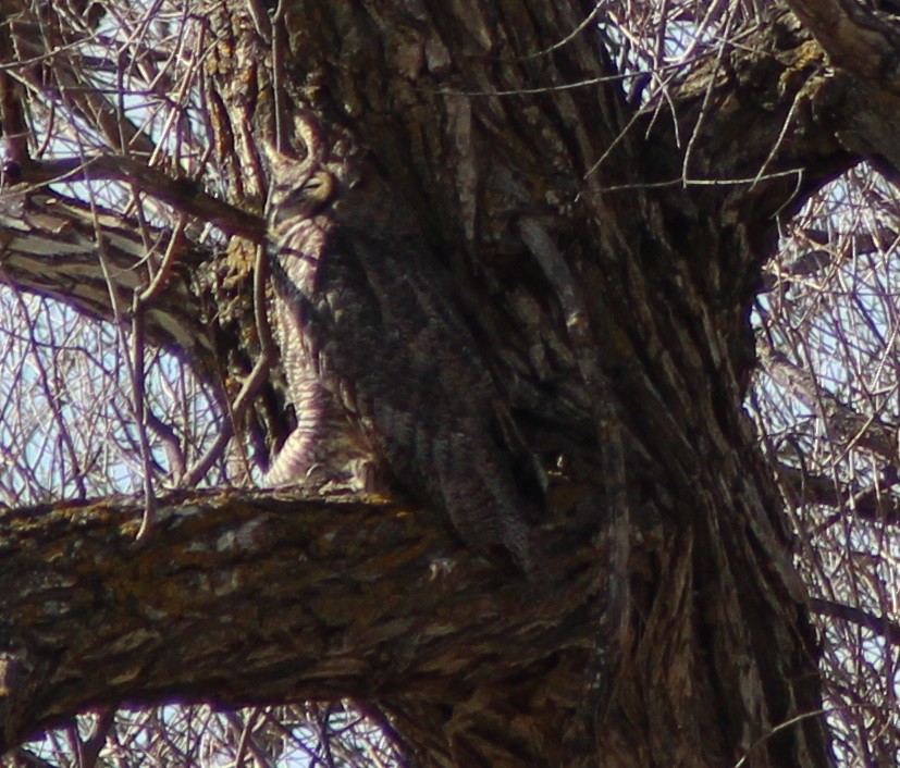 Great Horned Owl - ML617232950