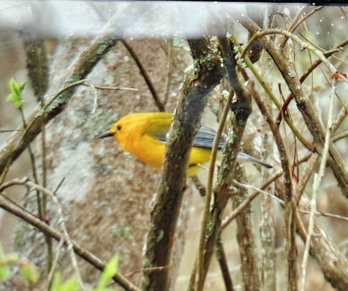 Prothonotary Warbler - ML617233027
