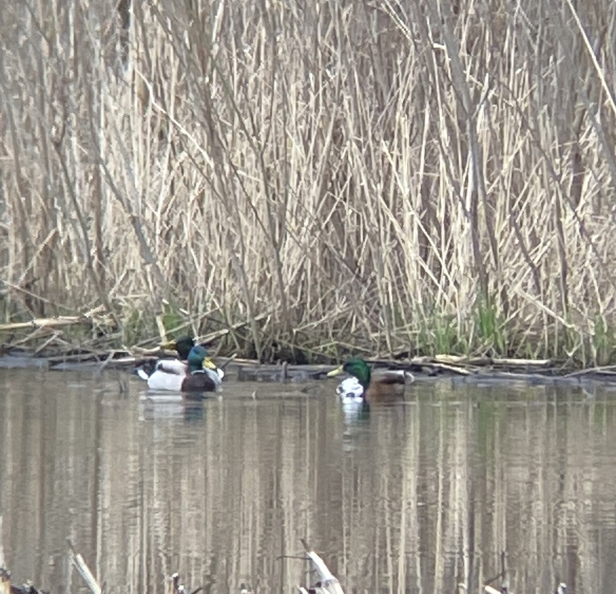 Muscovy Duck x Mallard (hybrid) - Milwaukee County Parks Natural Areas Staff