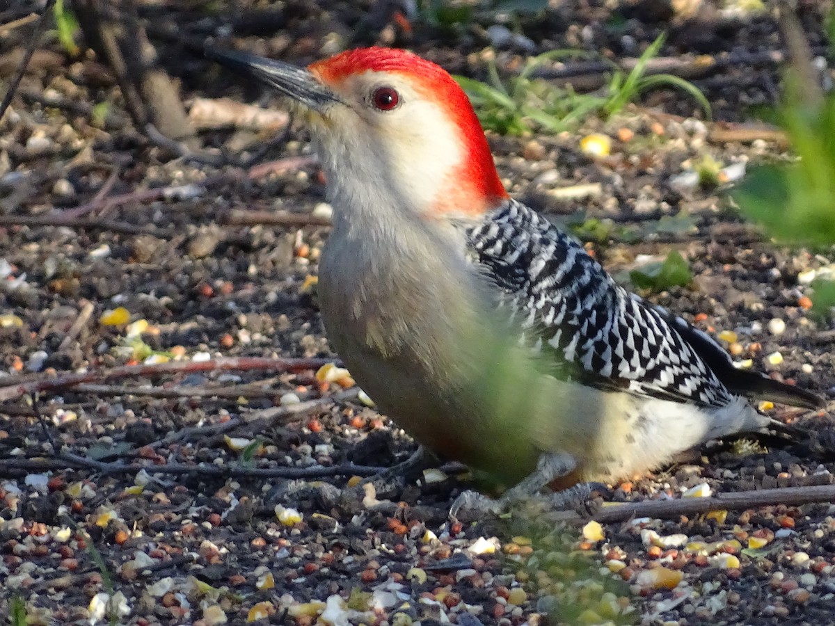 Red-bellied Woodpecker - Gary Northwall