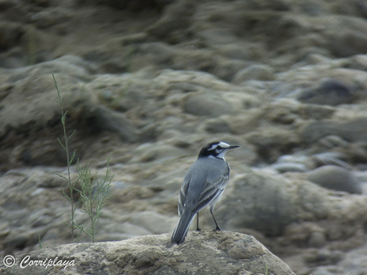 White Wagtail (Moroccan) - ML617233447