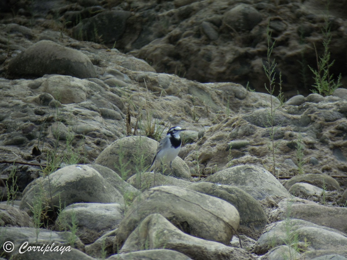 White Wagtail (Moroccan) - Fernando del Valle