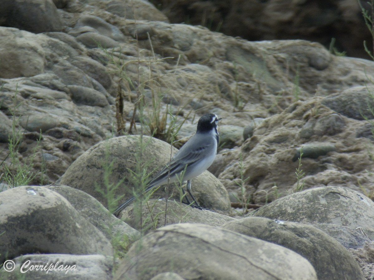 White Wagtail (Moroccan) - ML617233449