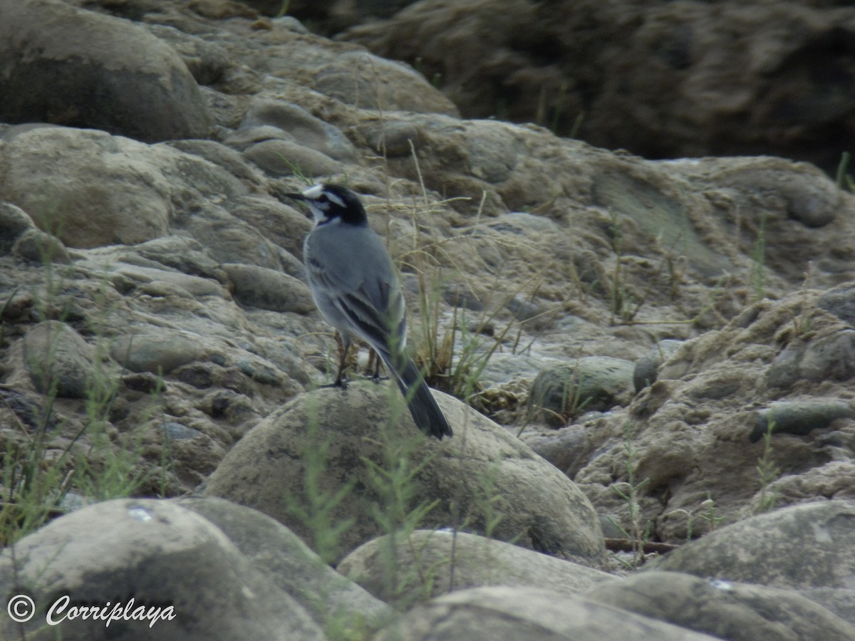 White Wagtail (Moroccan) - ML617233450