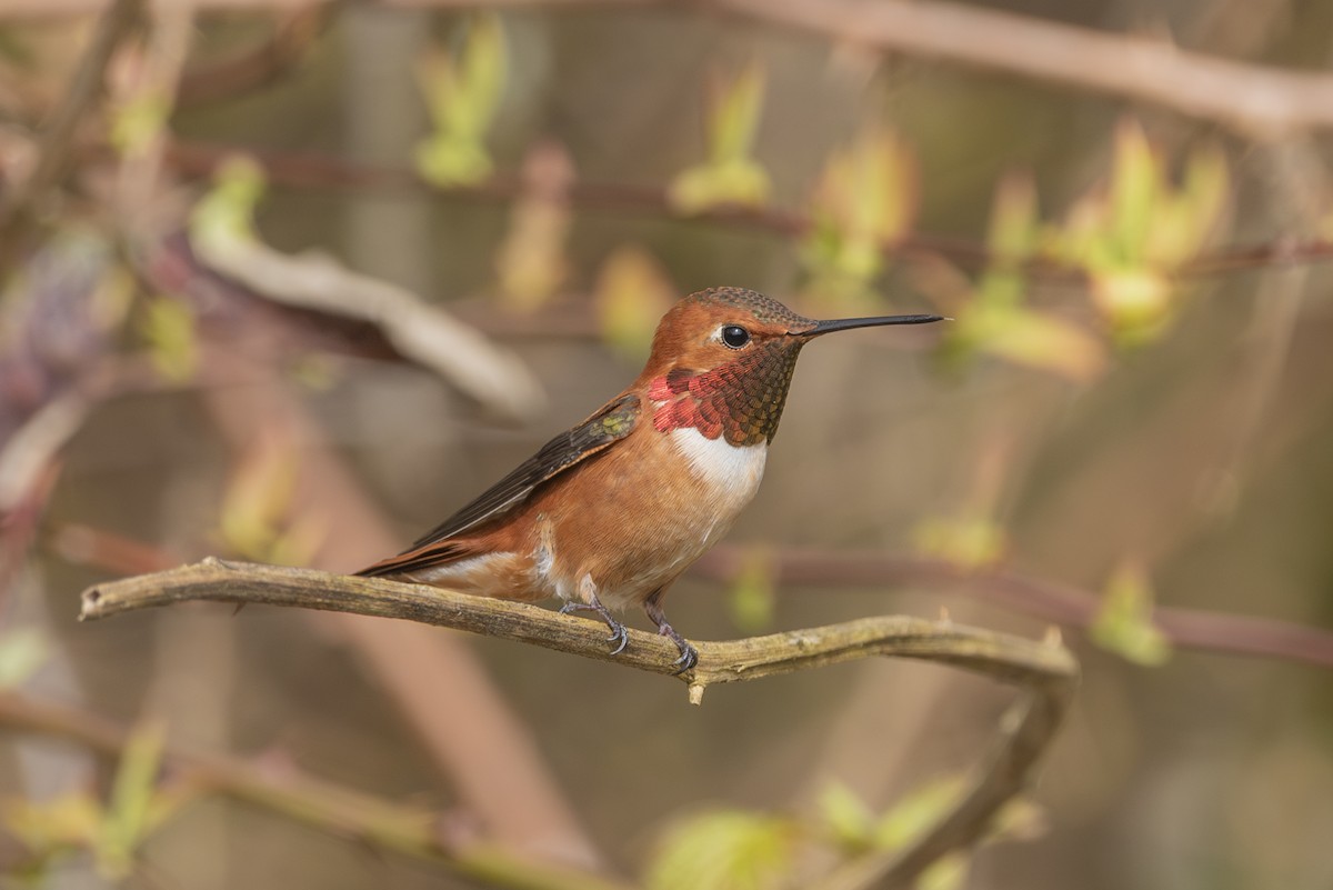 Rufous Hummingbird - ML617233501