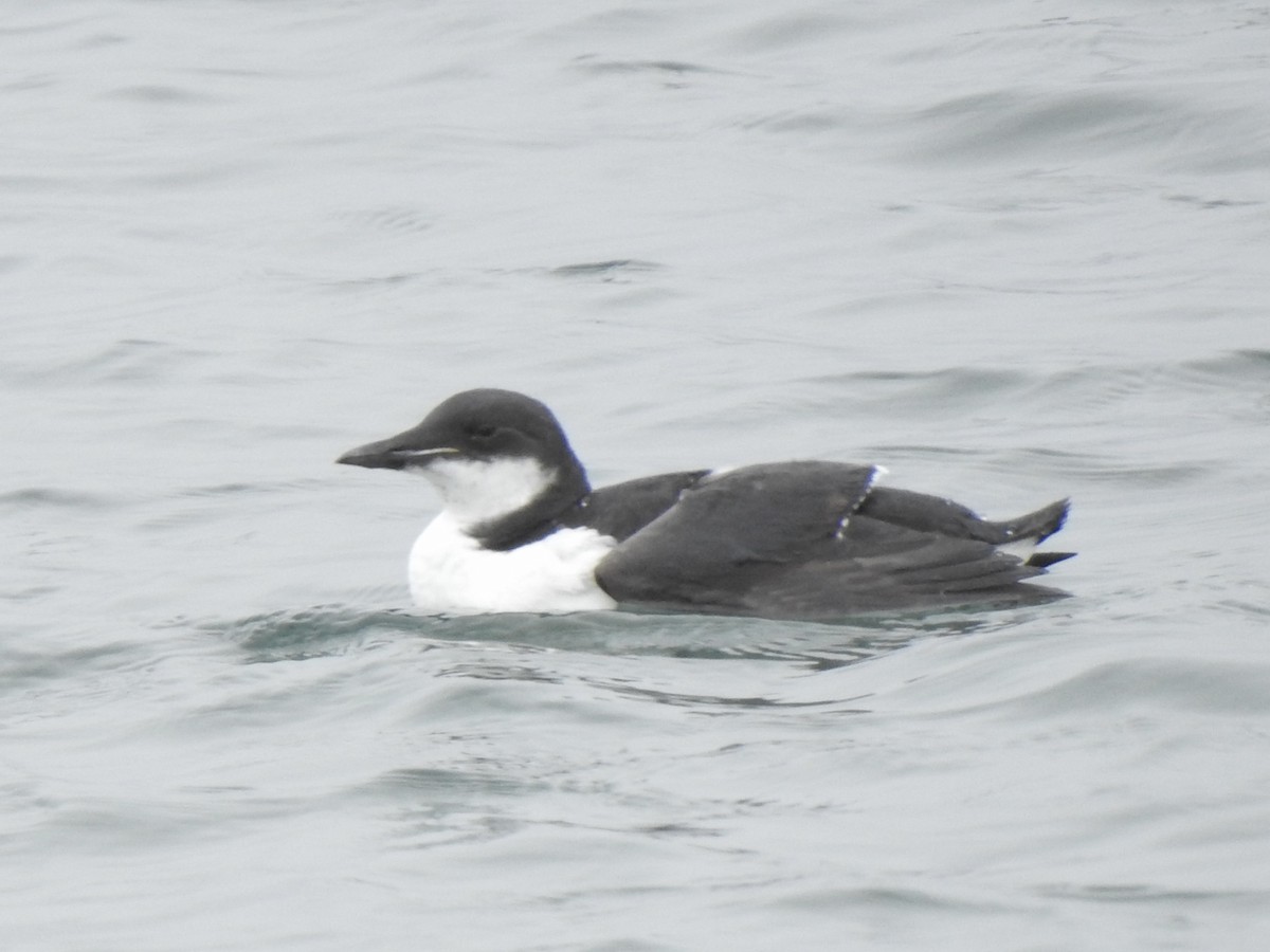 Thick-billed Murre - ML617233534