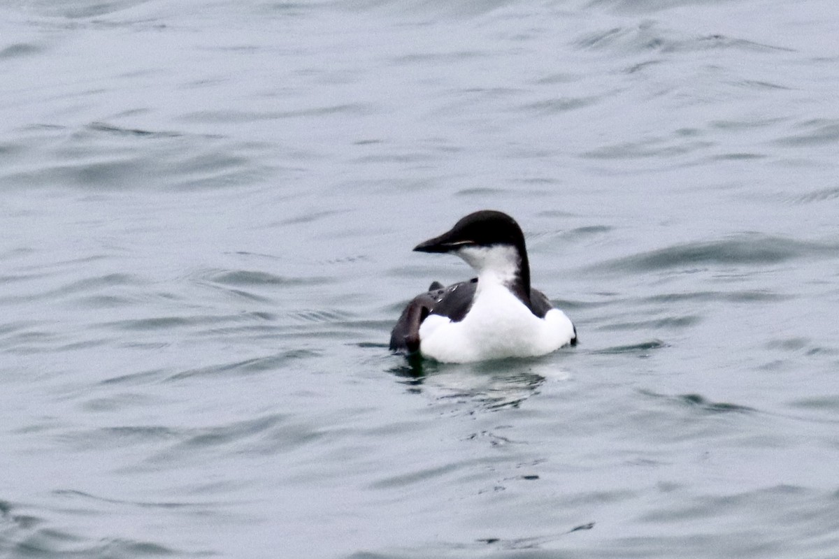 Thick-billed Murre - ML617233535