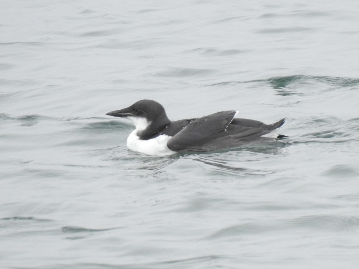Thick-billed Murre - ML617233536