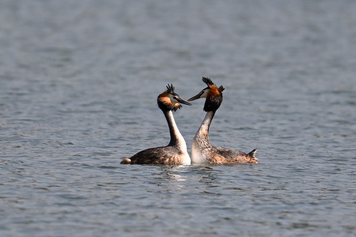 Great Crested Grebe - ML617233561
