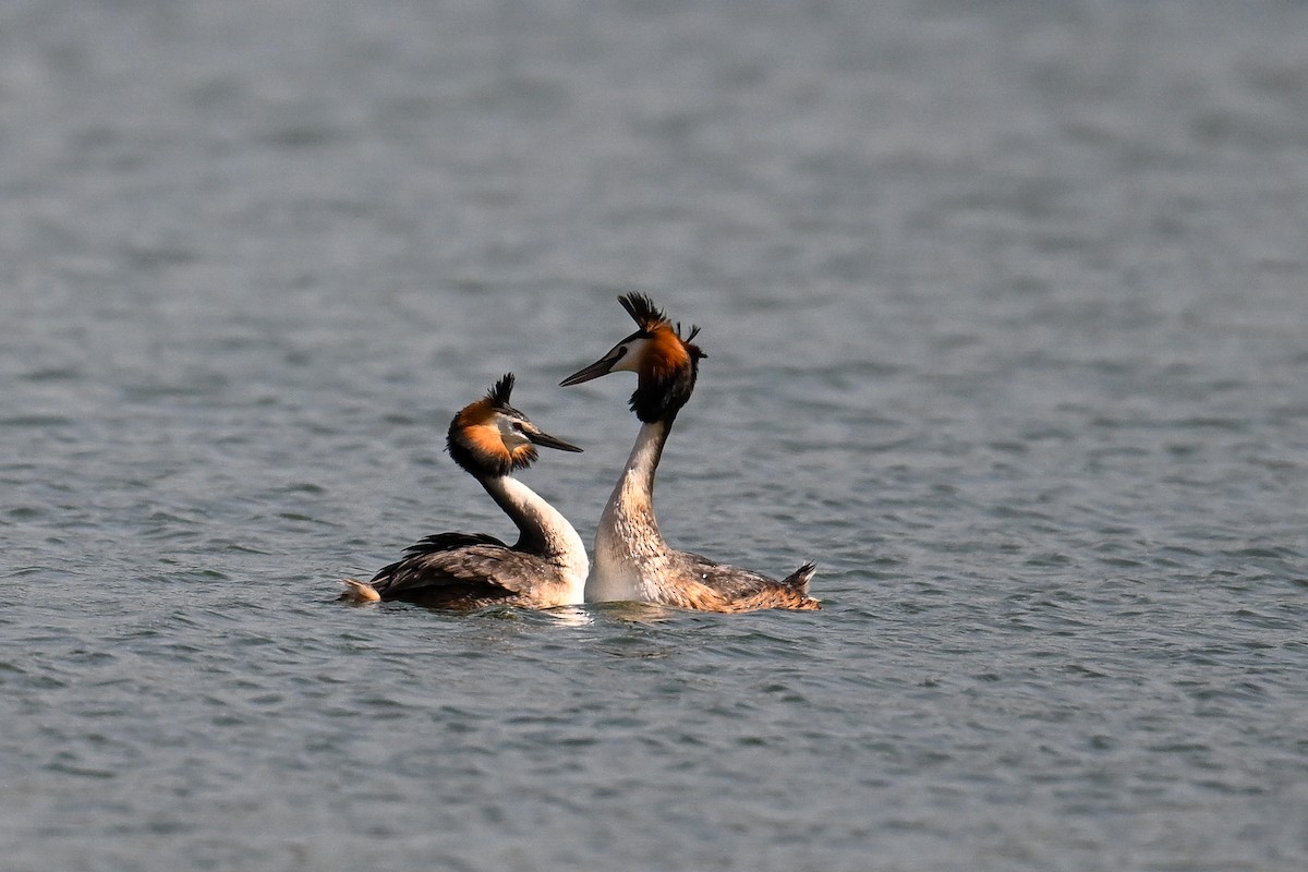 Great Crested Grebe - ML617233564