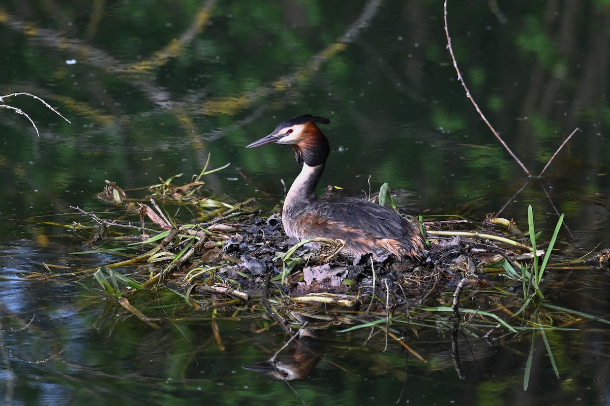 Great Crested Grebe - ML617233576