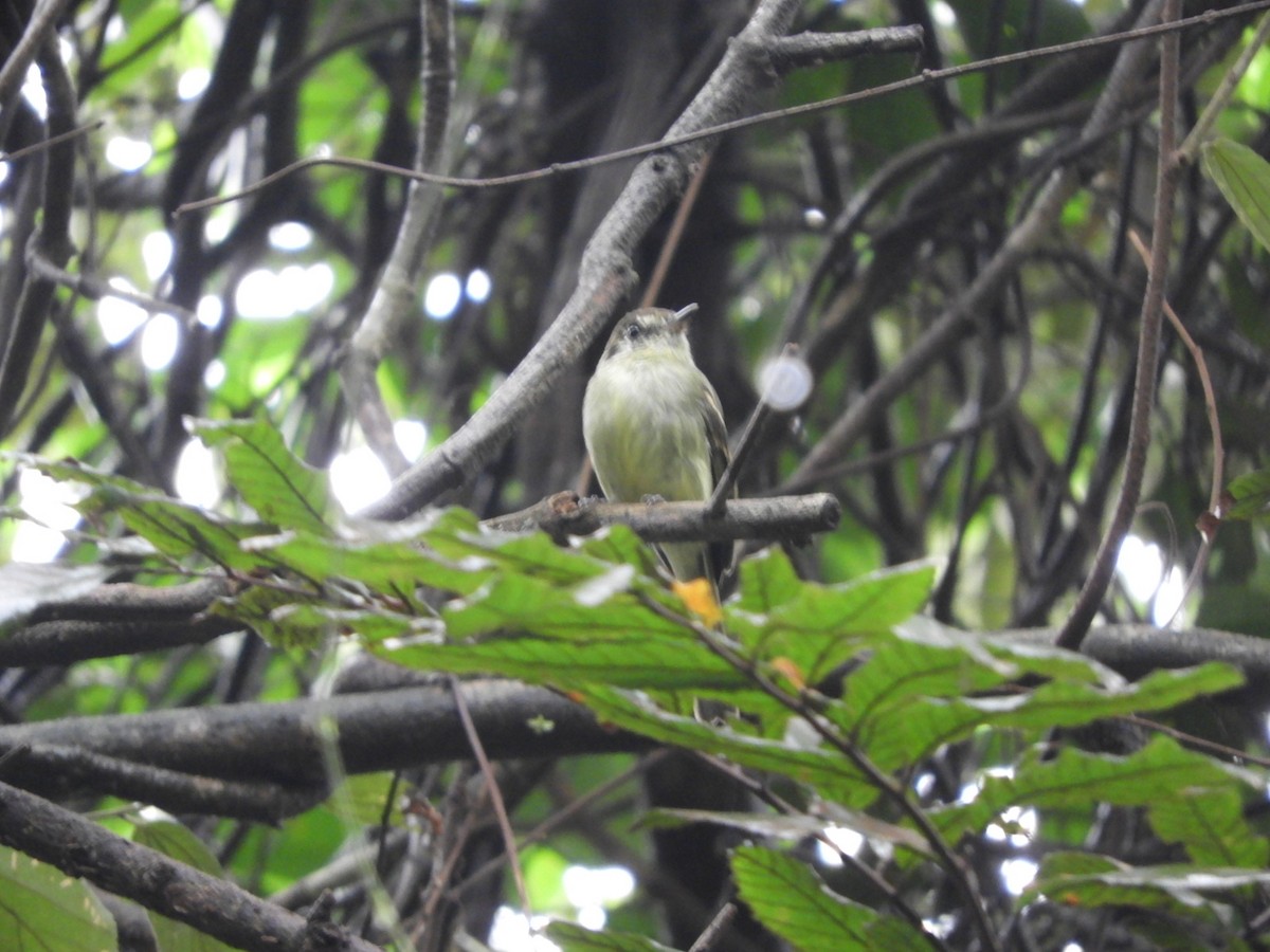 Sepia-capped Flycatcher - ML617233599