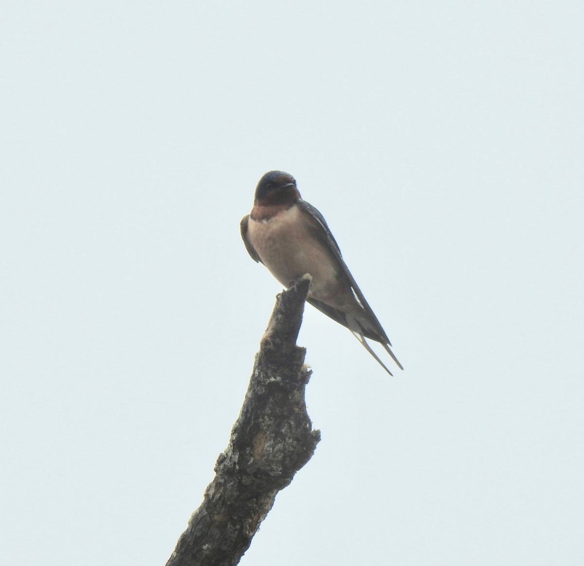 Barn Swallow (American) - ML617233609
