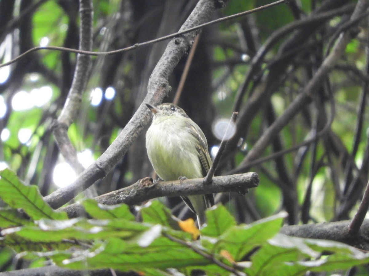 Sepia-capped Flycatcher - ML617233619