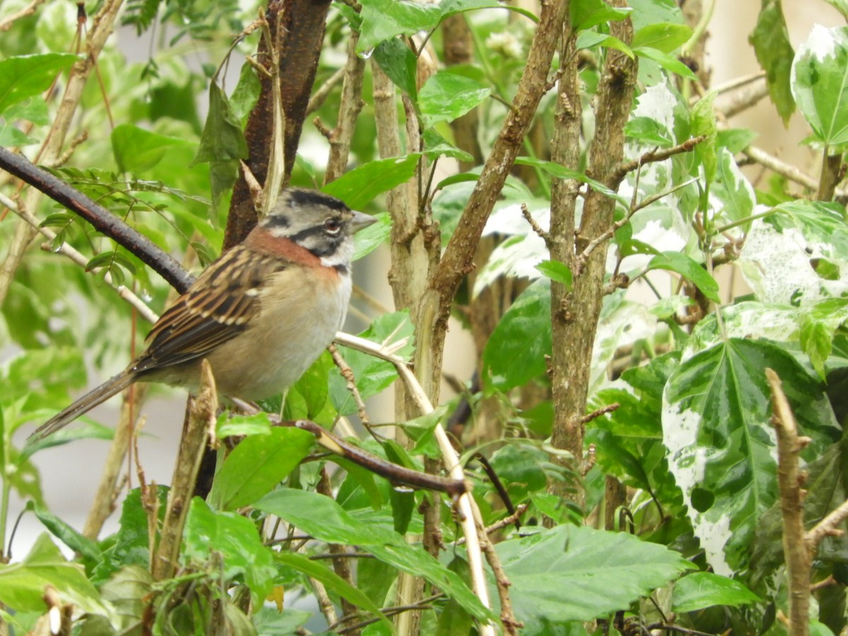 Rufous-collared Sparrow - ML617233682