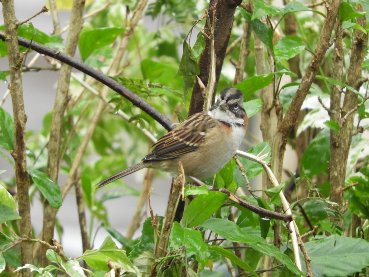 Rufous-collared Sparrow - ML617233683