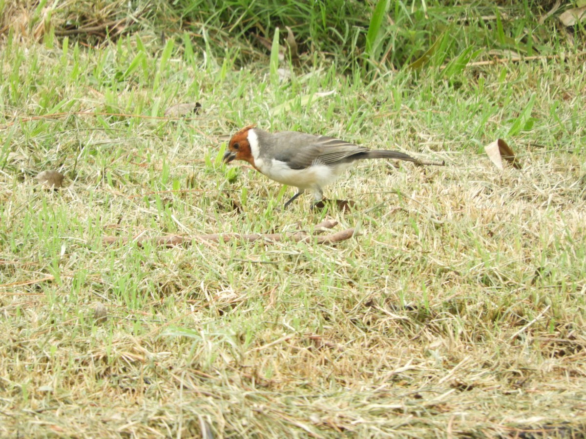 Red-crested Cardinal - ML617233717