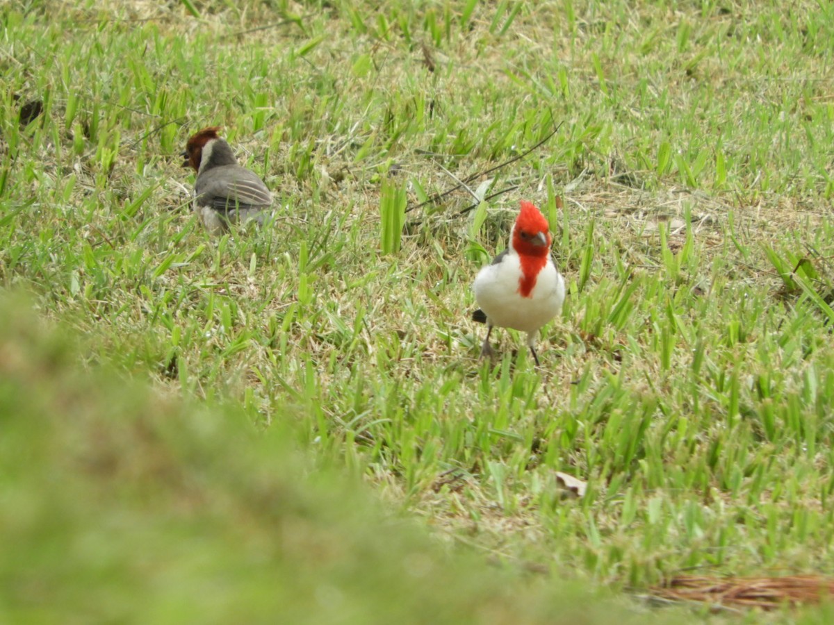 Red-crested Cardinal - ML617233718