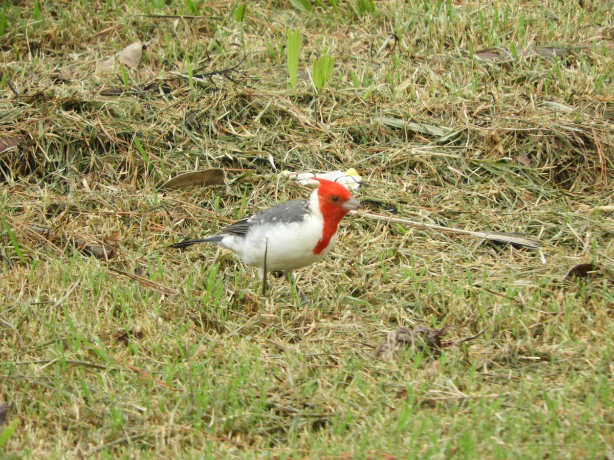 Red-crested Cardinal - ML617233719