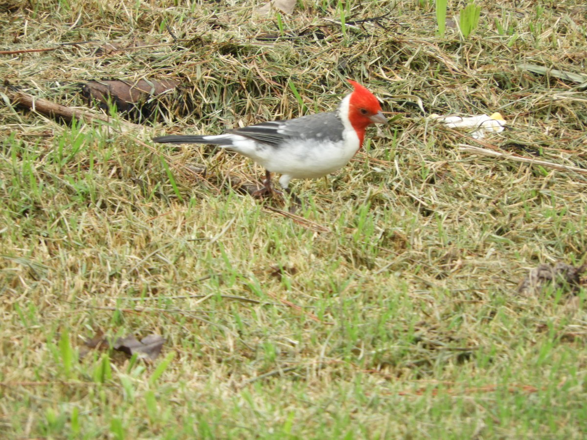 Red-crested Cardinal - ML617233720