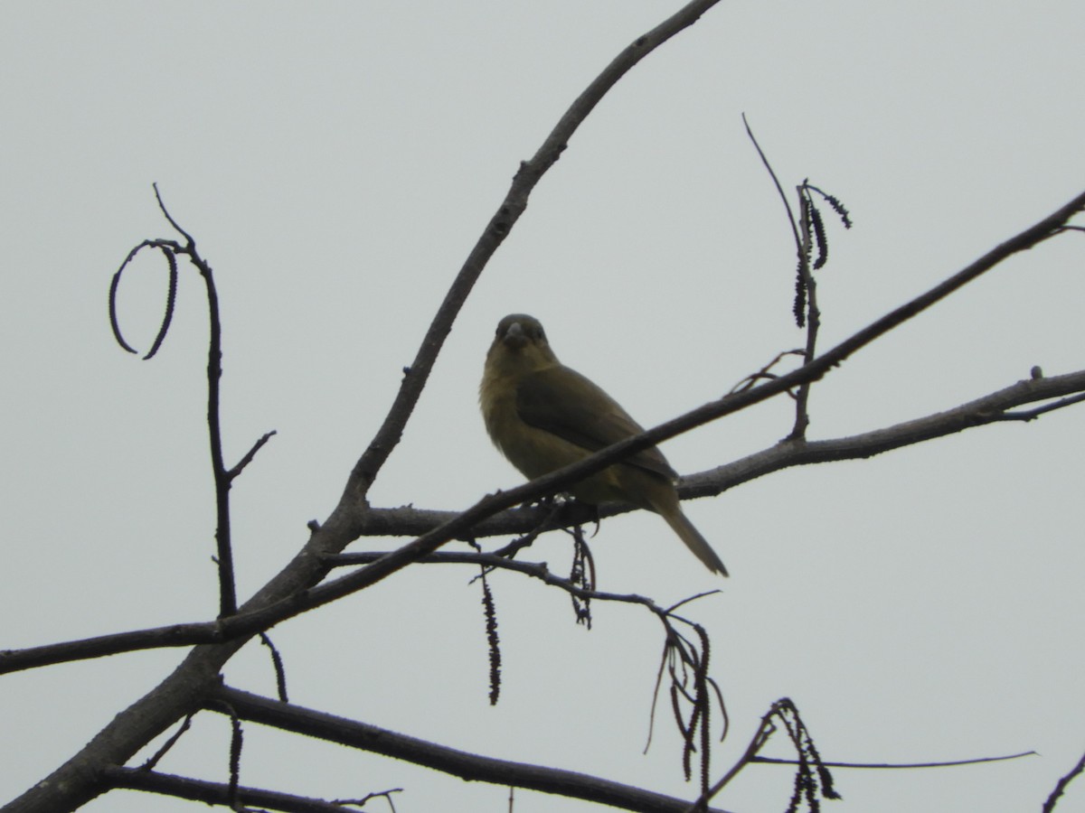 Double-collared Seedeater - ML617233740