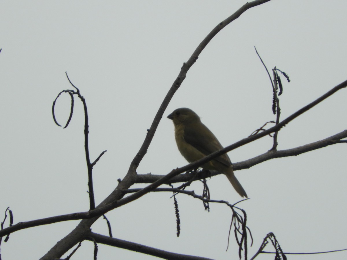 Double-collared Seedeater - ML617233741