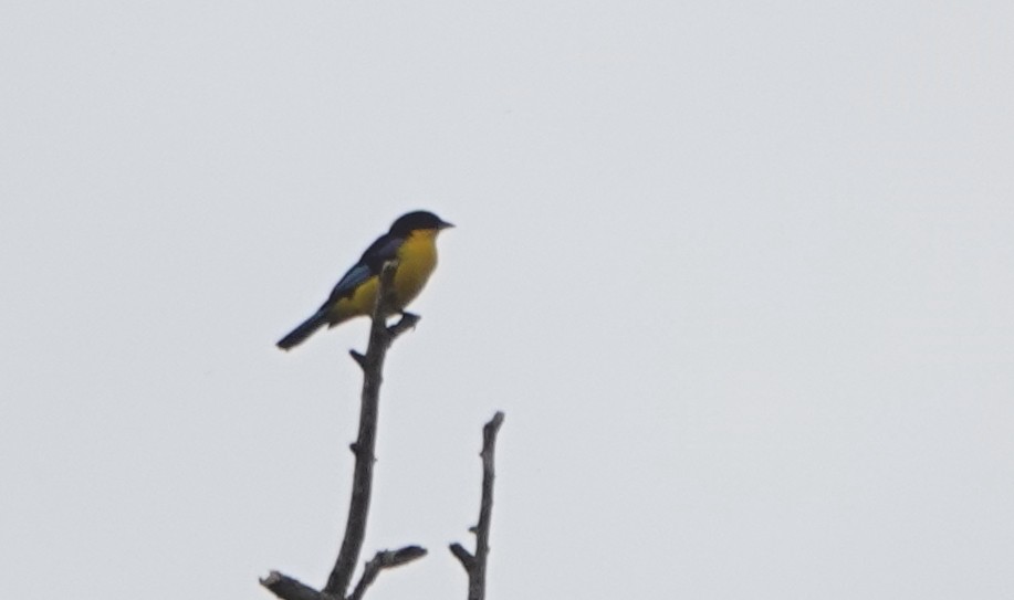 Blue-winged Mountain Tanager - ML617233744