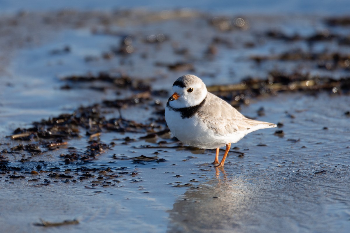 Piping Plover - ML617233813