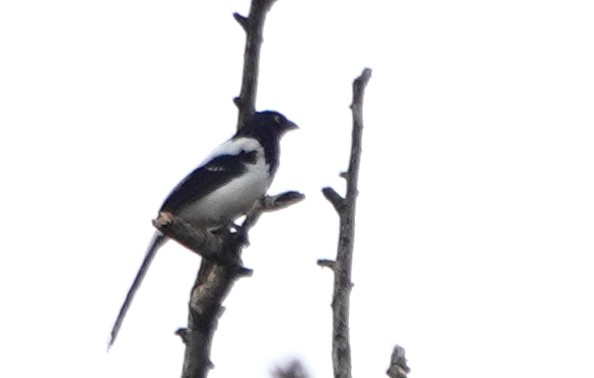 Magpie Tanager - ML617233879