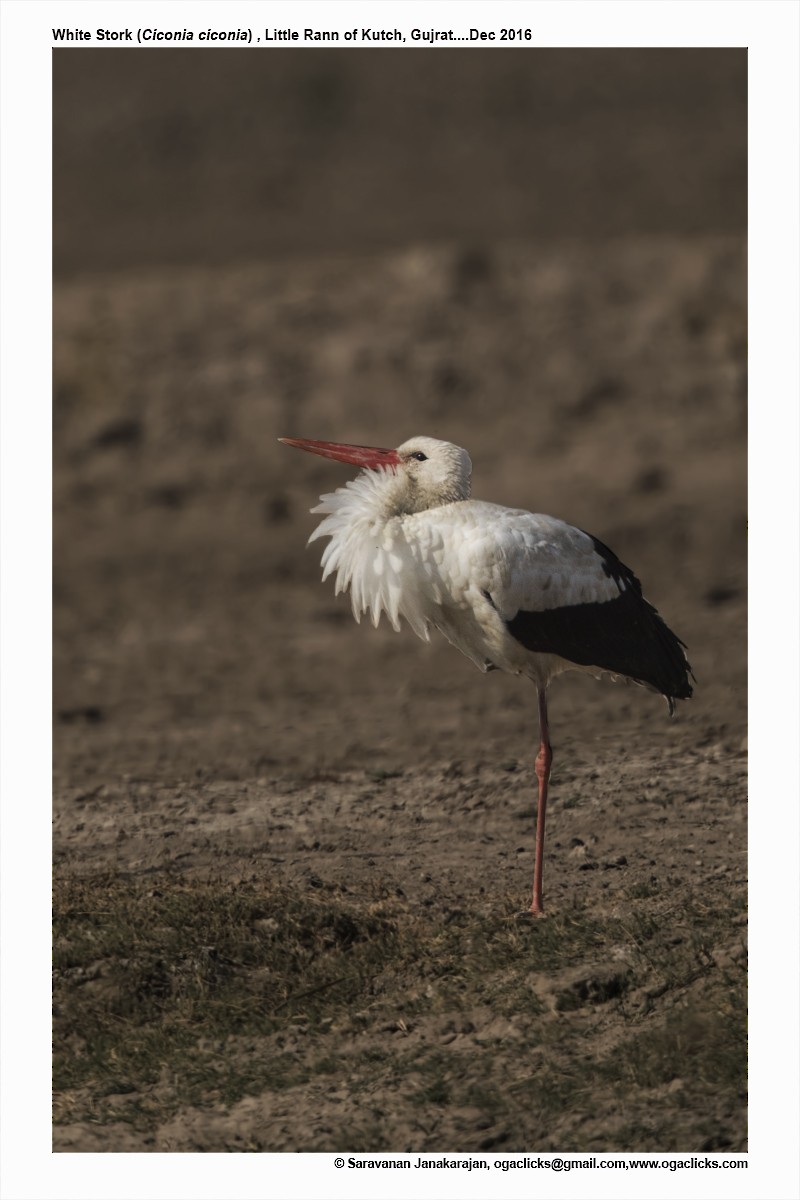 White Stork - ML617233968