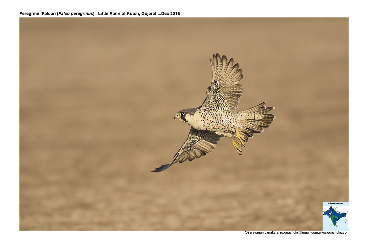 Peregrine Falcon - Saravanan Janakarajan