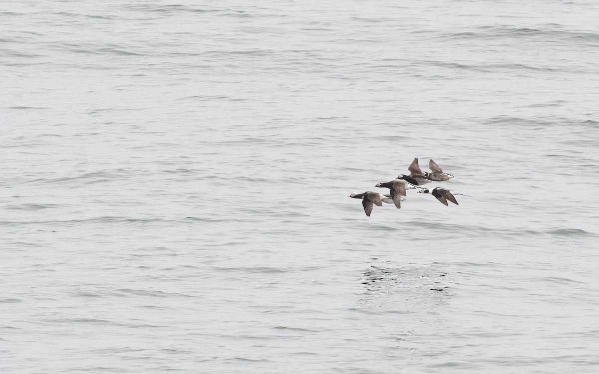 Long-tailed Duck - ML617234061