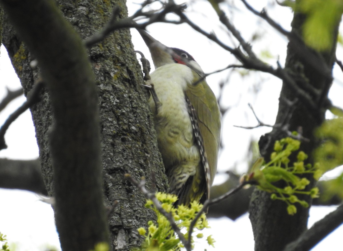 Eurasian Green Woodpecker - ML617234095