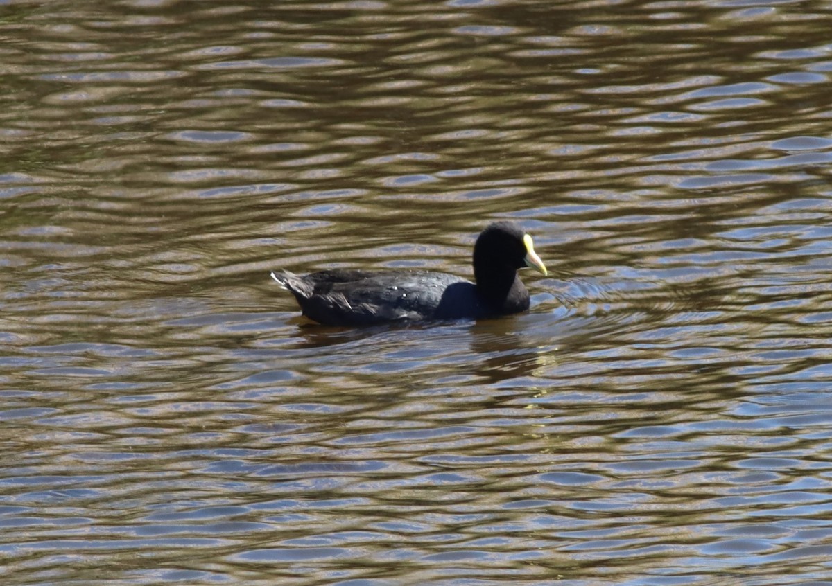 White-winged Coot - ML617234172