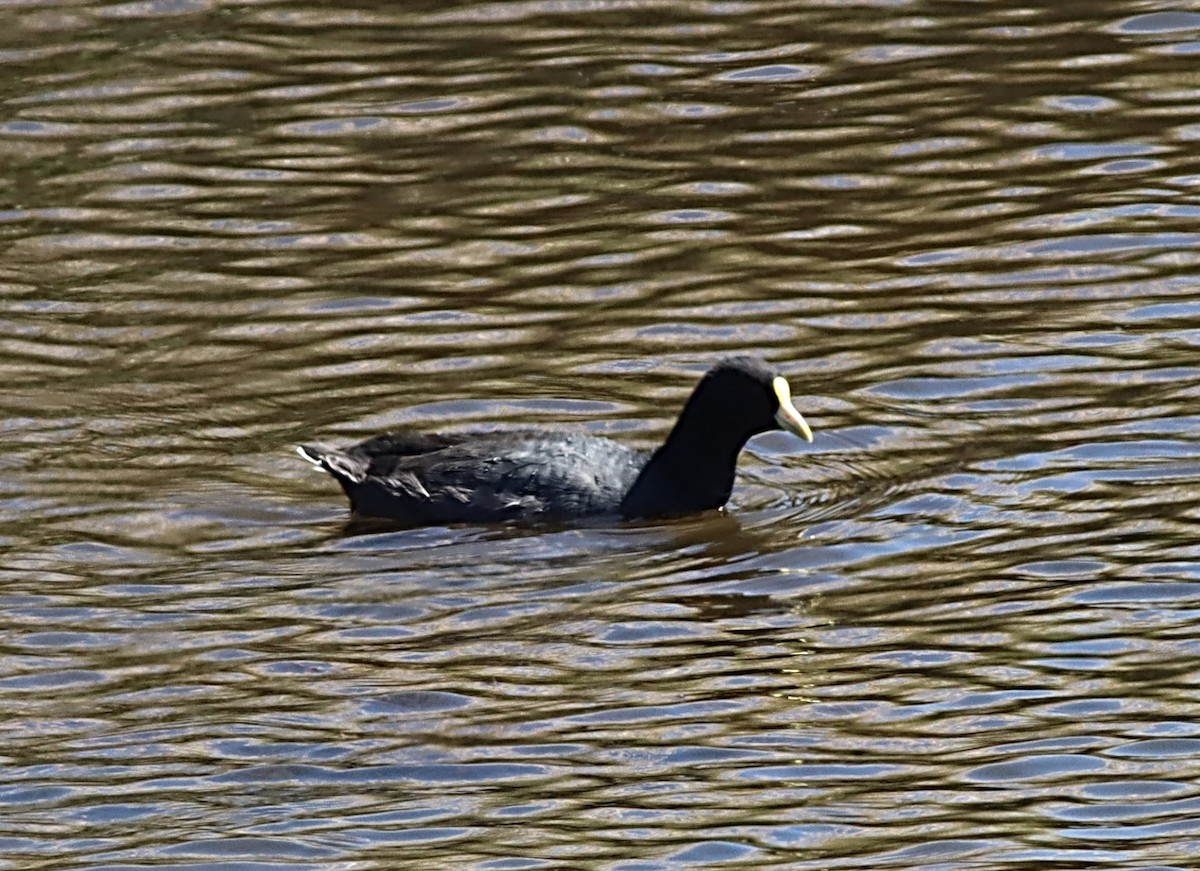 White-winged Coot - ML617234175