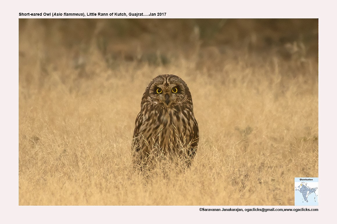 Short-eared Owl - ML617234273
