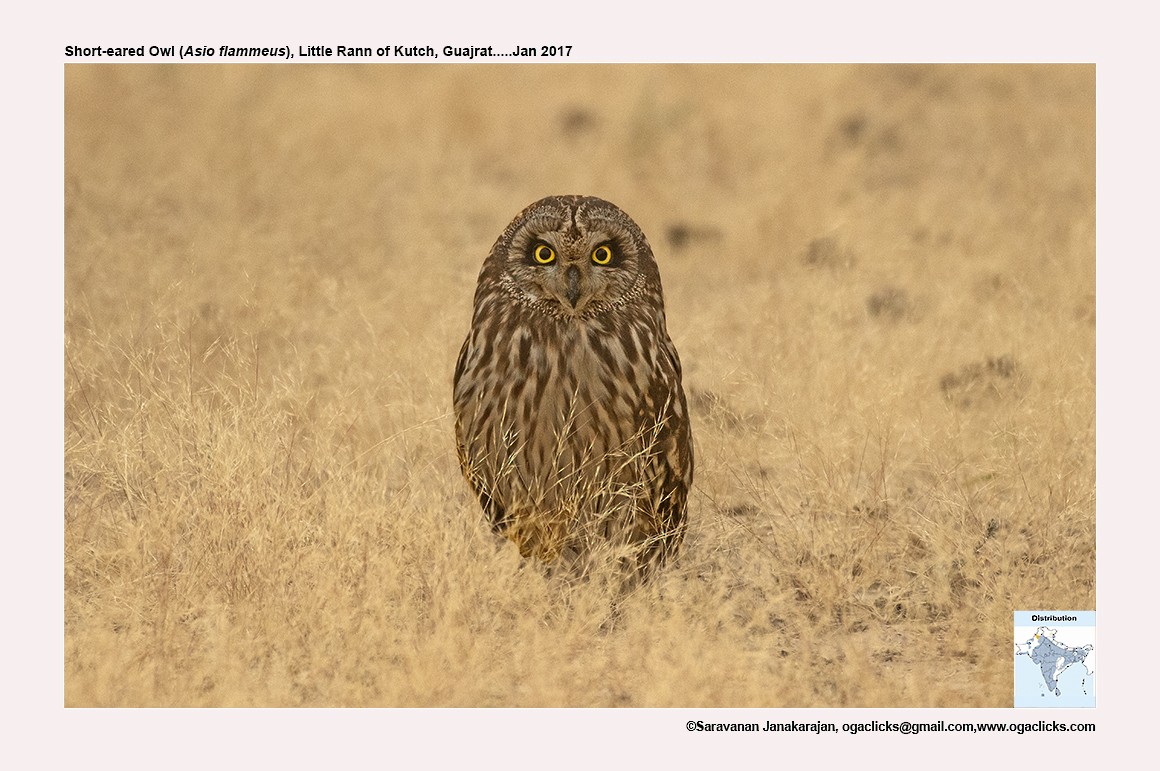 Short-eared Owl - ML617234276