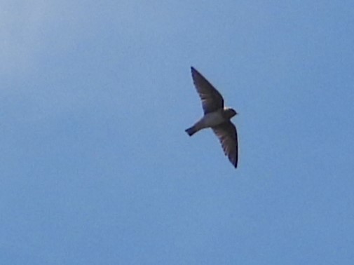 Cave Swallow - ML617234349