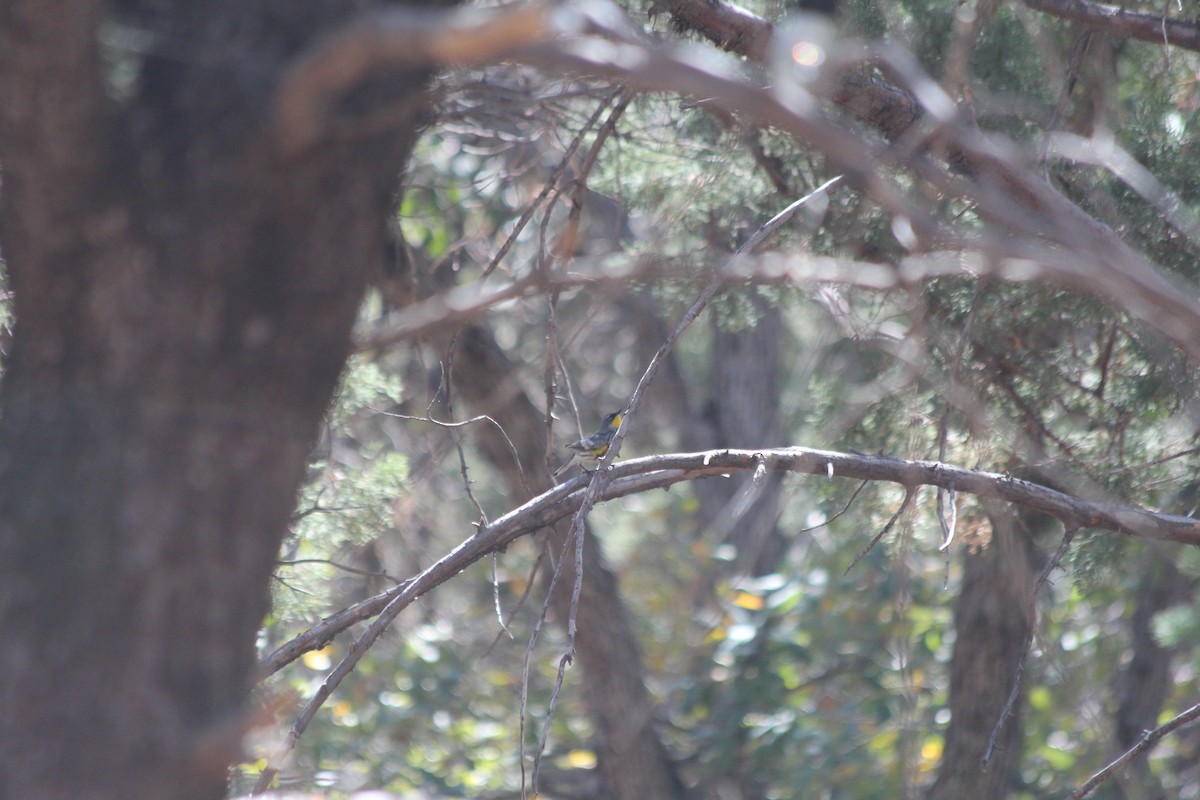 Yellow-rumped Warbler (Audubon's) - Grant Beverage