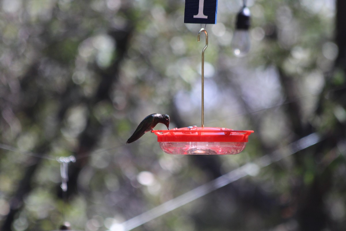 Rivoli's Hummingbird - ML617234481