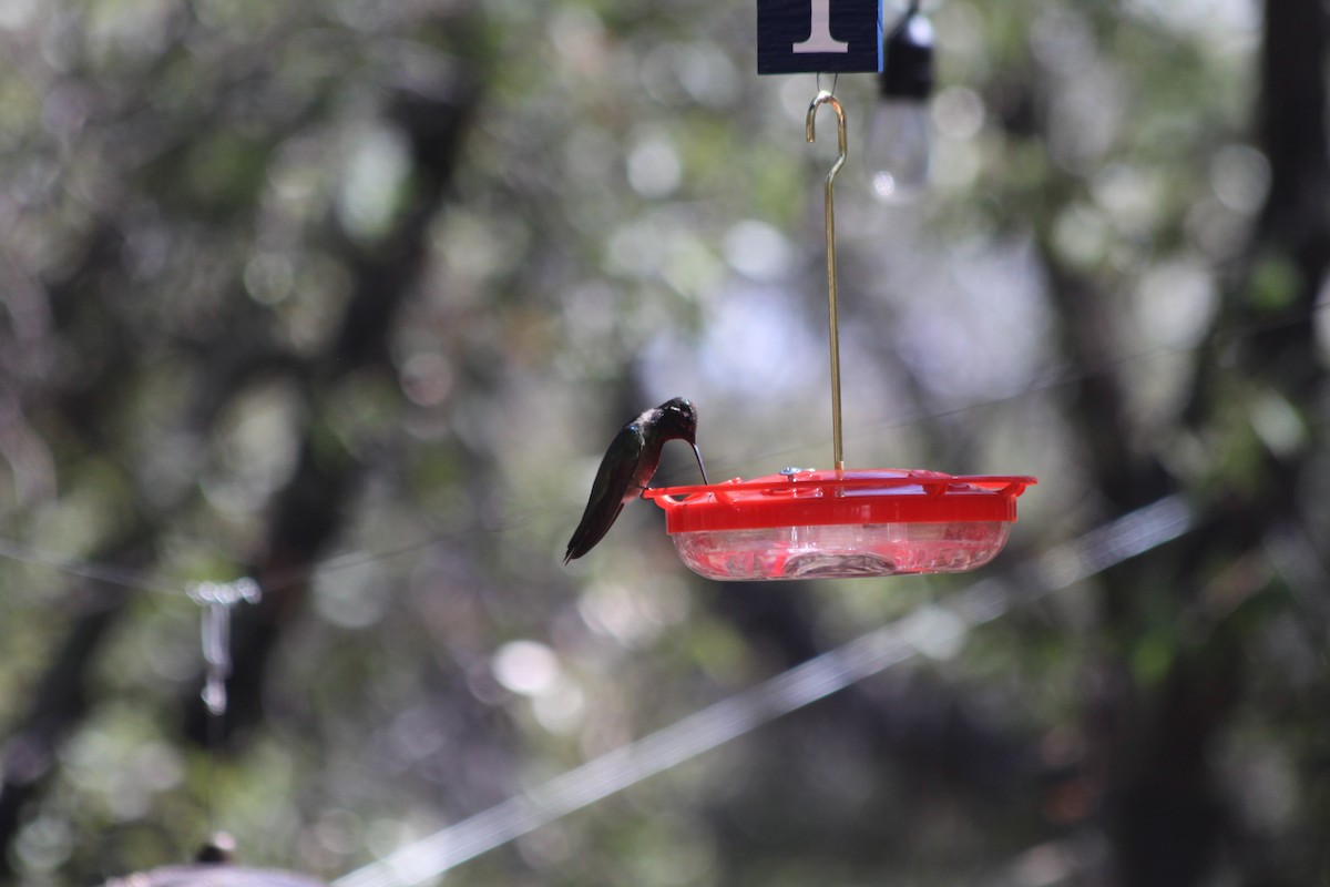 Rivoli's Hummingbird - ML617234482