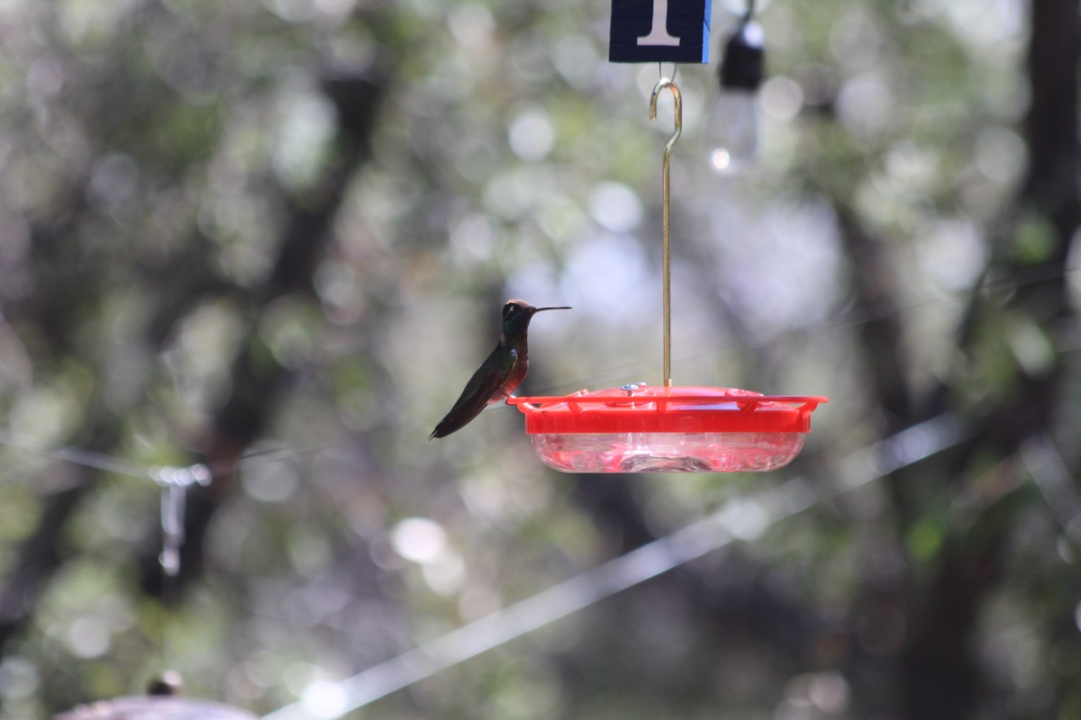 Rivoli's Hummingbird - ML617234483