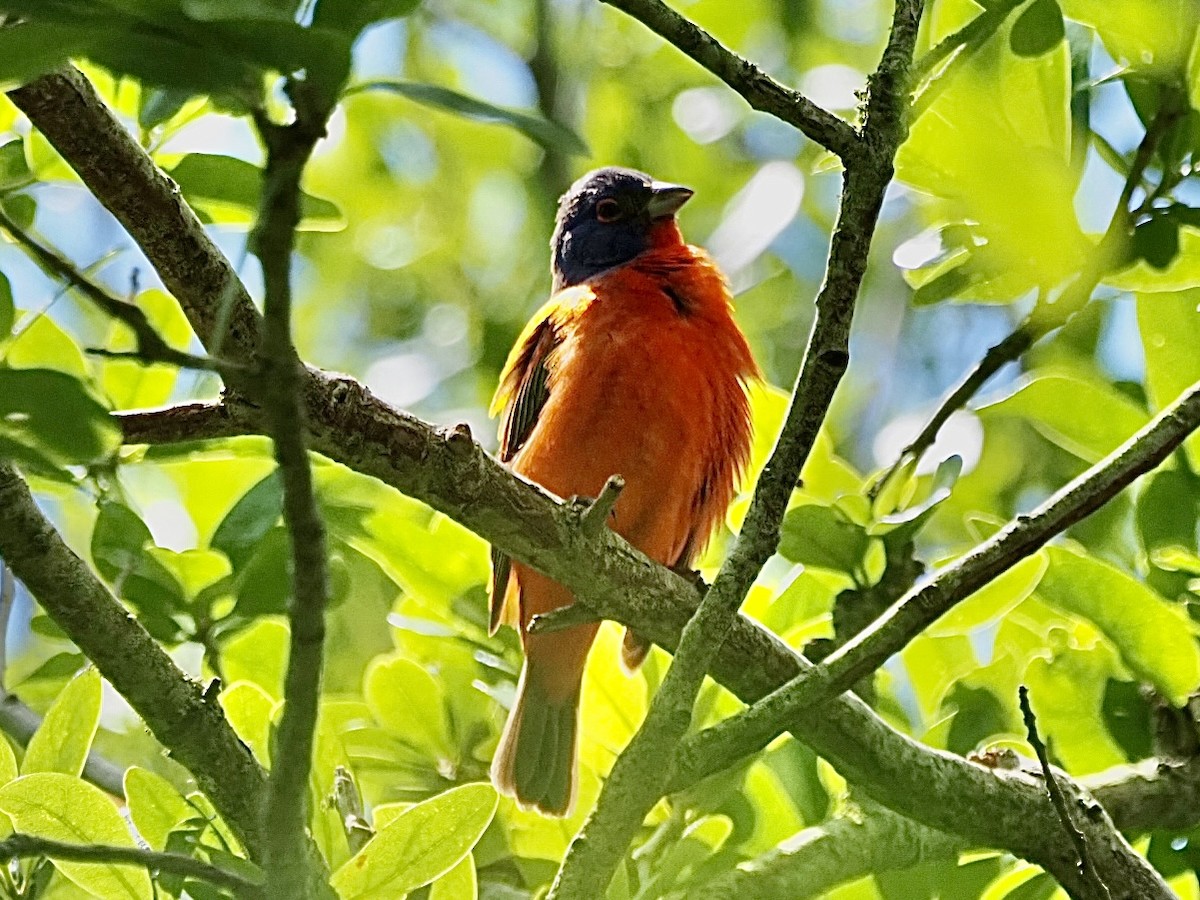 Painted Bunting - ML617234502