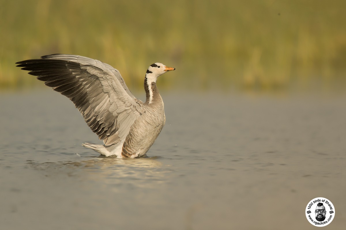 Bar-headed Goose - Saravanan Janakarajan