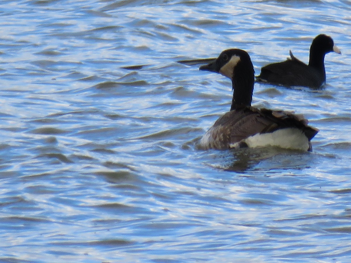 Canada Goose (canadensis Group) - ML617234681